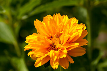 yellow-orange flowers in the summer