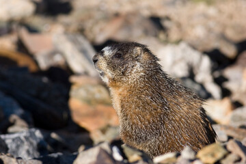 Marmot