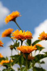 yellow-orange flowers in the summer