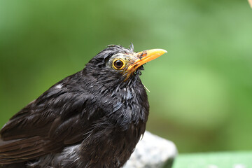 Nahaufnahme einer Amsel