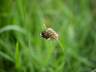 ABEJA POSADA EN UNA FLOR