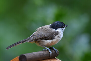 Obraz premium Blaumeise