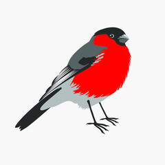 bird bullfinch arriving in winter