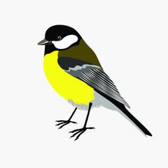 bird tit arriving in winter