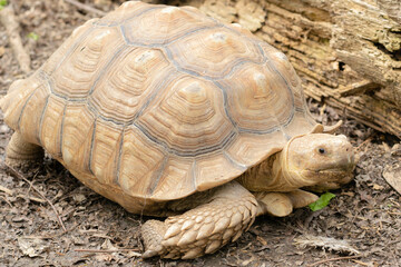 tortoise on the ground