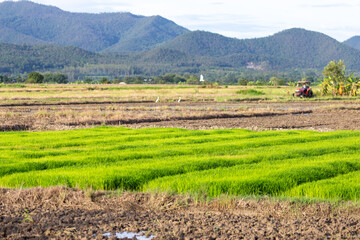Fototapeta na wymiar selective focus small rice plant in the field light green growing green rice background image with space for text
