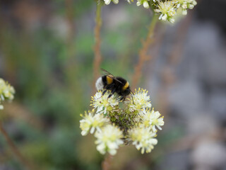 ABEJA COGIENDO POLEN