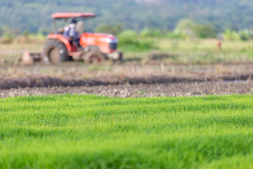 selective focus Light green rice plants are growing in the fields. There is a tractor plowing the fields to grow rice. background image of young green rice and space for text above