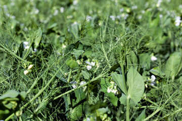 an agricultural field where green peas grow