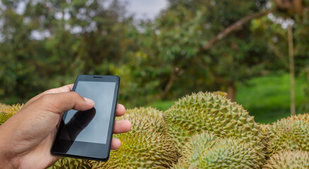 Hand holding smart phone,to check quality Durian Market,in the garden,Durians are the king of fruits.