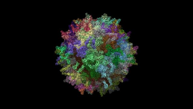 Structure of the adeno-associated virus 7 (AAV7) capsid, animated 3D cartoon and surface models, chain ID coloring scheme, PDB 7l5q, black background 