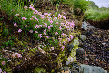 Thrift growing on the north shoreline of Loch Caolisport