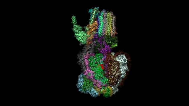 Cryo-EM structure of Polytomella F-ATP synthase with ATP shown (red), primary rotary states 1-3, animated 3D cartoon and Gaussian surface models, based on PDB 6rep, 6rdc, 6rd9, black background