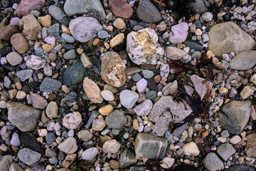 At low tide, seaweed and pebbles are exposed on the shoreline at the north end of Loch Caolisport