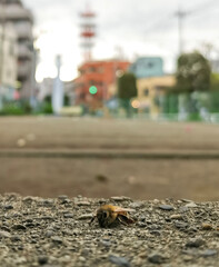 bee on the roof