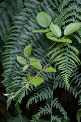 fern leaves