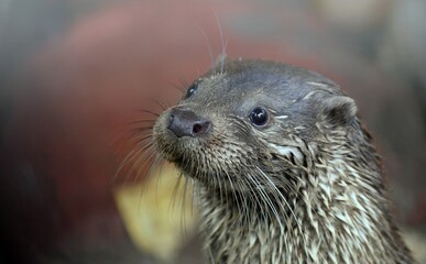 funny face of a curious river otter Lutra lutra close-up photo on a blurred background outdoors