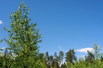dirt path through the forest on a bright day