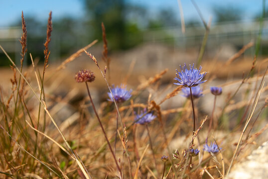 Sheep's-bit field flowers in the dry grass close-up - Jasione montana, Macro, Selective focus
