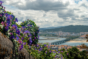 View at Viana do Castelo from Santa Luzia Mountain with morning glory flowers in the shot on a...