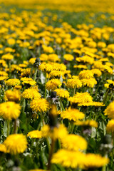 yellow dandelion flowers in the summer