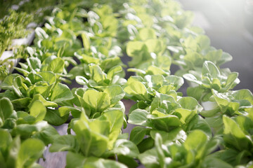 Organic Hydroponic Vegetable farm in greenhouse.