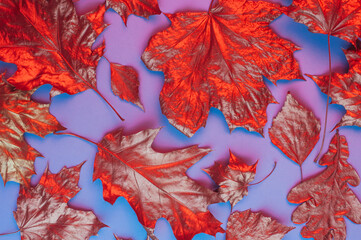 Fototapety  Pattern of dry orange metallic leaves on violet background