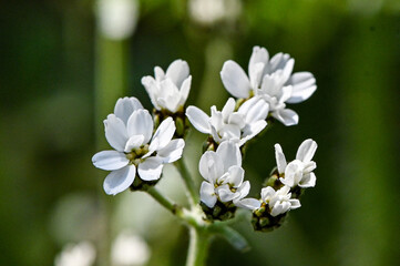 Blüte Pflanze in voller Schönheit