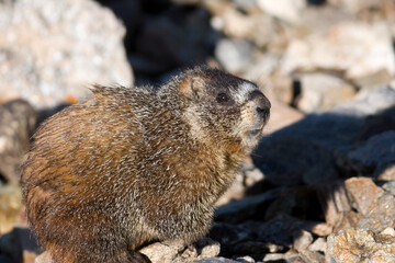 Yellow Bellied Marmot, Marmota flaviventris,  Rocky Mountain National Park