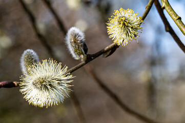 Blüte Pflanze in voller Schönheit