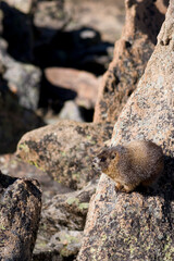 Yellow Bellied Marmot, Marmota flaviventris,  Rocky Mountain National Park