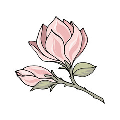Magnolia branch with pink flower and bud, color freehand drawing with black outline.   Vector illustration template for different design poster, tee shirt, pillow, home decor.