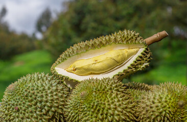 Durian Monthong in the garden,Durians are the king of fruits