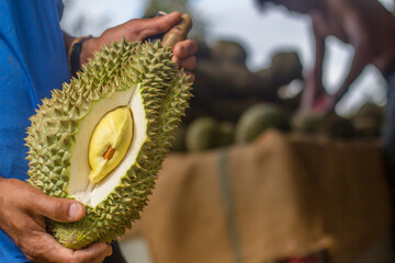 Durian Monthong in the garden,Durians are the king of fruits