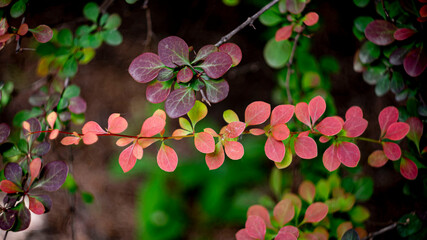 Цветы, расстения