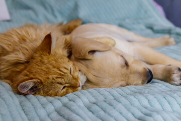 Small cute labrador retriever puppy dog and young cat on a bed. Friendship of pets