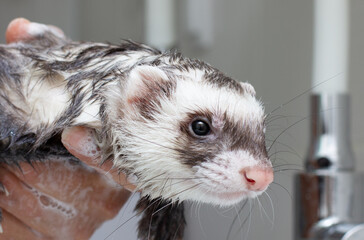 Ferret (polecat) wash in water in the bathroom