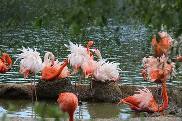 A flock of pink flamingos near the water in the zoo