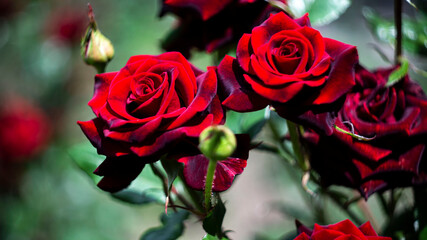 Цветы, расстения