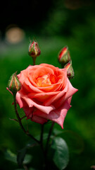 Цветы, расстения