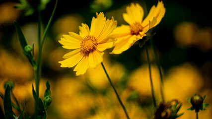 Цветы, расстения