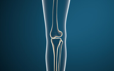 Leg bones and knees, 3d rendering.