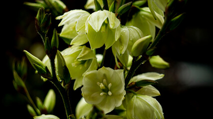 Цветы, расстения