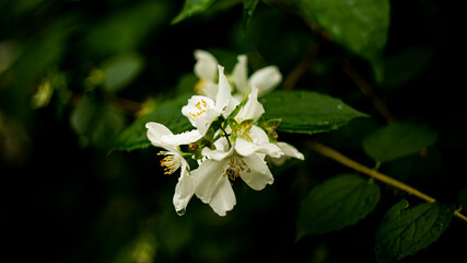 Цветы, расстения