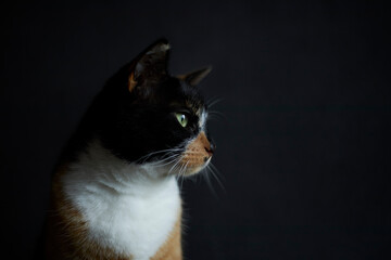 Tortoise shell house cat close up portrait on isolated dark background