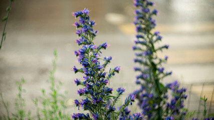 Цветы, расстения