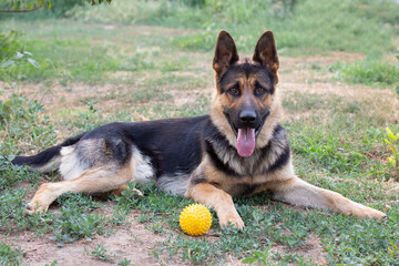 German shepherd playing with yellow ball in the park