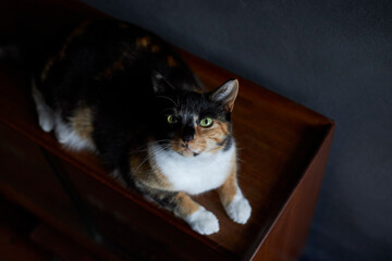 House cat on wooden table, top down