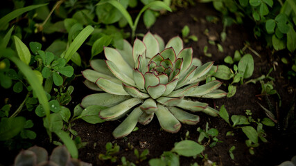 Цветы, расстения