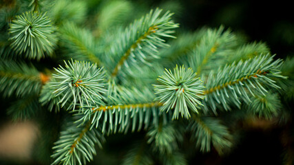 Цветы, расстения